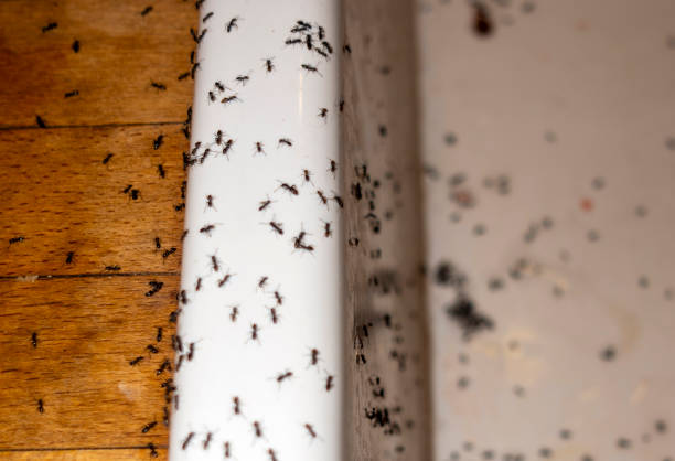 Best Mosquito Control Services  in Saint John Fisher College, NY
