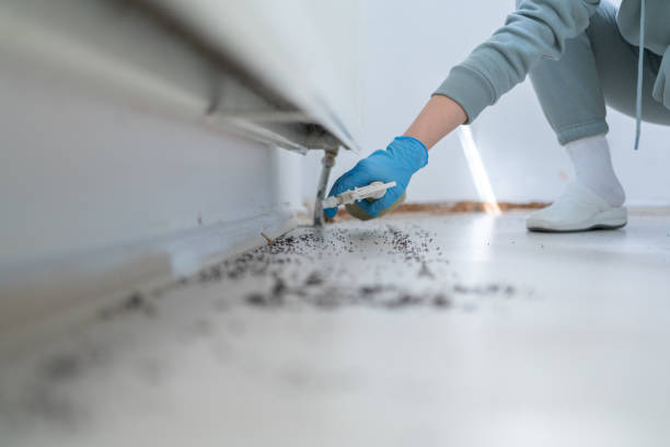 Best Spider Control Near Me  in Saint John Fisher College, NY